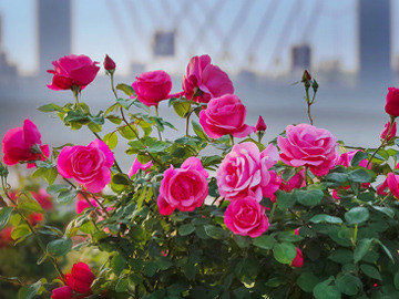 不同颜色玫瑰花的花语是什么？
