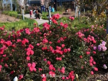 上海植物园内部分月季释放冬季魅力，观赏区还在不断优化中
