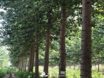 河南周口：培育出不飞絮的杨树新品种
