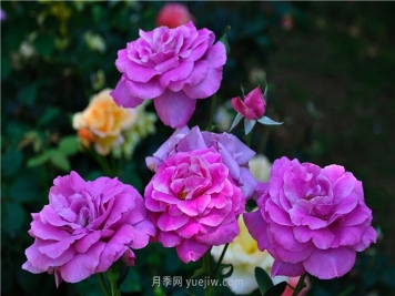 南昌滨江月季园，带你去看天下风流的江西月季花