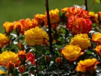 安阳市滑县森林公园月季花开放，赏花打卡正当时