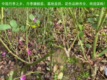 上海龙凤419：月季裸根苗的选购、栽植、肥水、养护技术大全
