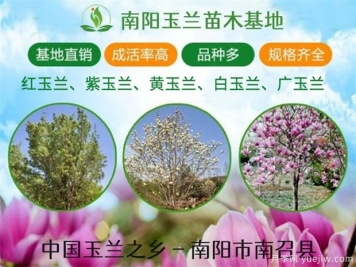 行道树的分类，常见的常绿行道树品种有哪些？
