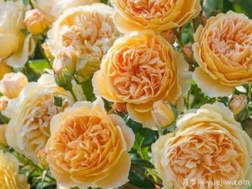 大花香水月季的养护方法，分享10种花香飘满屋