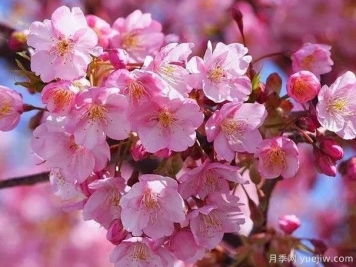园林绿化中常见的樱花品种主要有哪些？