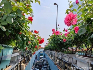 1.2万株月季盛开，南昌八一桥景观花廊拥抱春景