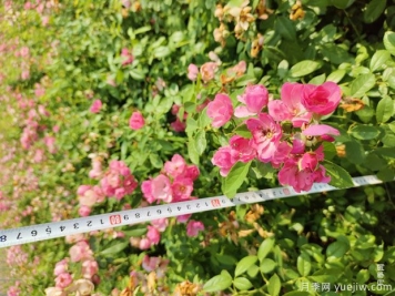 安吉拉月季盆栽苗，60厘米高基地发货