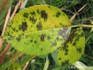 深秋天季节月季出现斑点的病害原因与防治