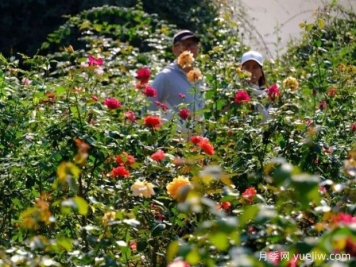 南宁花卉公园3万株月季入盛花期，市民闻香而来