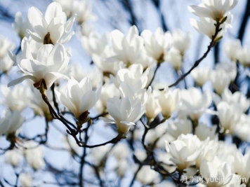 白玉兰是一种具有坚强意志和美丽花朵的植物