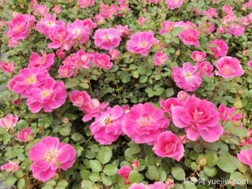 仙境盆栽月季杯苗粉色丰花，绿化工程批发