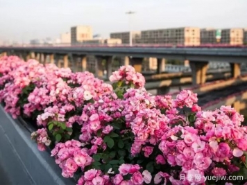 杭州高架月季实现定期开花，是如何进行花期调控的？