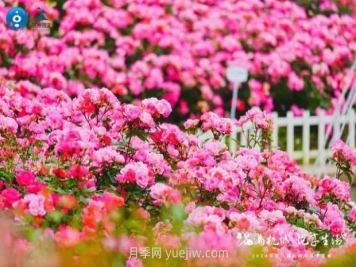 2024年第二届杭州市月季花展举办，赏500万株月季
