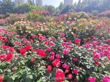 郑州月季公园40万株月季竞相绽放，感受花漾生活