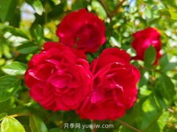 月季红木香爆花机器，花艳丽花量大花期长