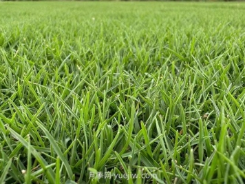 草坪草皮