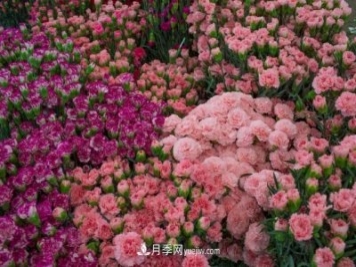 中国6大花市，全国花卉批发市场介绍