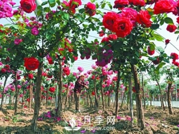 新品“月季树”为北京市花添色彩，居然引种自南阳内乡