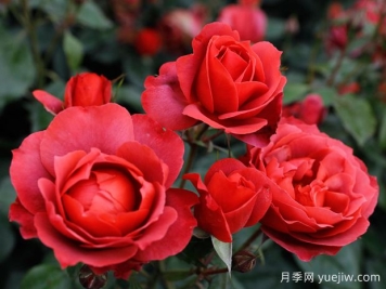 21朵玫瑰：不只是浪漫，还藏着这些深意