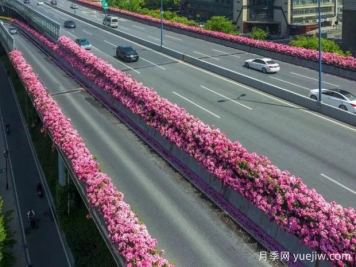 杭州高架月季初开，2024年又到走花路时间