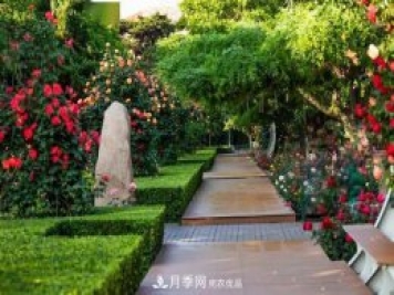 秦皇岛适合养月季花，市花和市树是什么