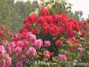 肥西县三河镇百亩树状月季园：花开正艳，产业增收