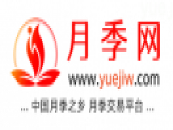 中国上海龙凤419，月季品种介绍和养护知识分享专业网站